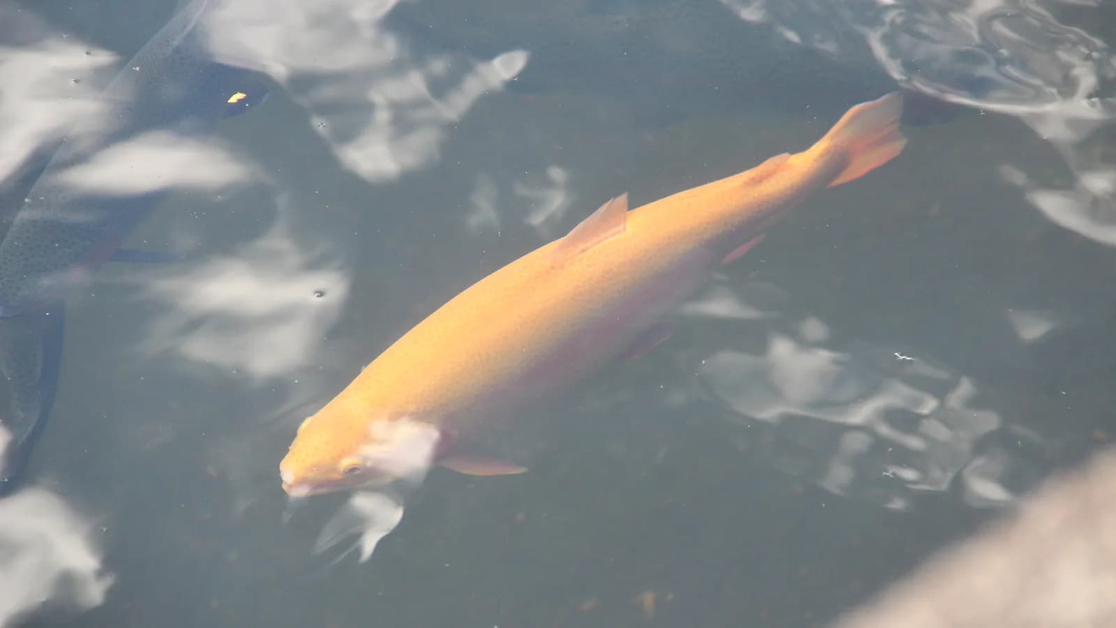 Peixe de coloração amarela e dourada nadando em água de tanque, lembrando a truta amarela da pesquisa