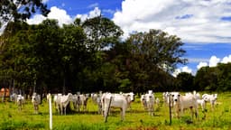 Rebanho de gado Nelore a pasto em fazenda no Brasil