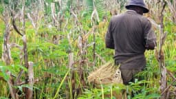 Trabalhador rural colhe grãos à mão em plantação, imagem de arquivo sobre colheita agrícola