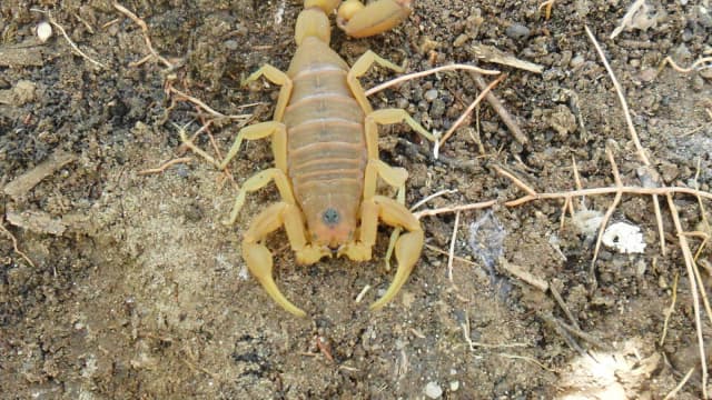 Escorpião-amarelo (Tityus serrulatus), espécie responsável pela maioria dos acidentes no Brasil