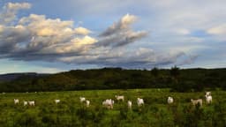 Rebanho de gado nelore em pasto verde sob céu com nuvens, em fazenda no interior do Brasil