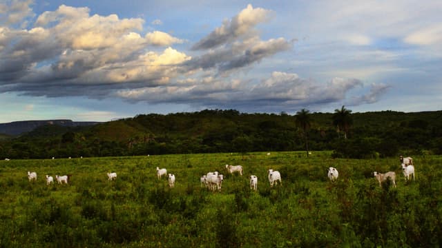 Rebanho de gado Nelore em pasto no interior de Goiás, foto de arquivo