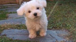 Filhote de cachorro da raça bichon maltês, de pelagem branca, em jardim (foto ilustrativa)