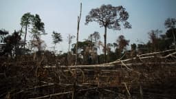 Área de floresta derrubada e queimada na Amazônia, com troncos no chão e vegetação seca (foto de arquivo)