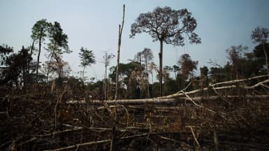 Área de floresta derrubada e queimada na Amazônia, com troncos no chão e vegetação seca (foto de arquivo)