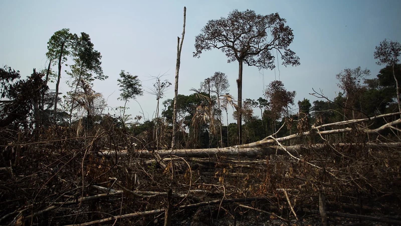 Área de floresta derrubada e queimada na Amazônia, com troncos no chão e vegetação seca (foto de arquivo)