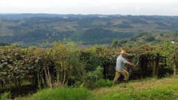 Produtor rural caminha por vinhedo com propriedades ao fundo (imagem de arquivo)