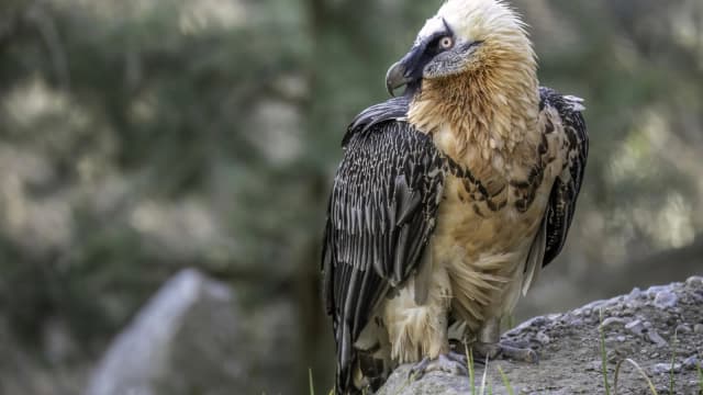Abutre-barbudo de perfil, com plumagem clara na cabeça e penas escuras no corpo