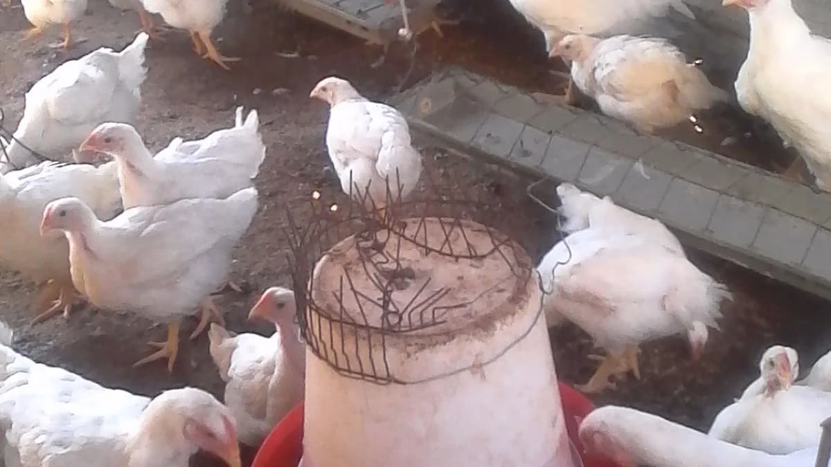 Galinhas em granja de produção avícola industrial (foto ilustrativa)