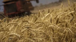 Colheitadeira em lavoura de trigo dourado ao entardecer