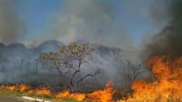Incêndio de vegetação com chamas altas e fumaça densa durante período de seca no Cerrado (foto de arquivo)