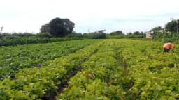 Agricultor trabalha em plantação durante o dia, foto de arquivo ilustrativa de lavoura no Brasil