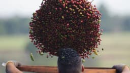 Trabalhador carrega cerejas de café recém-colhidas em plantação, foto de arquivo