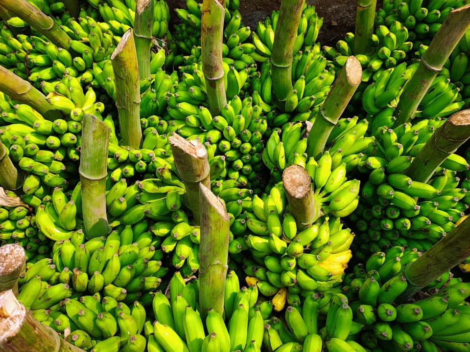 Imagem ilustrativa: Bananas opacas: entenda o fenômeno que gera prejuízo de R$ 100 milhões em SP