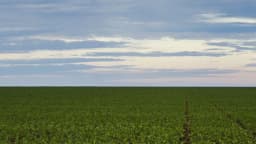 Plantação de soja em área rural de Brasnorte, no Mato Grosso