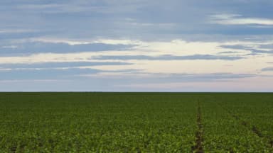 Plantação de soja em área rural de Brasnorte, no Mato Grosso