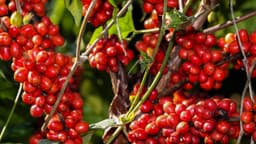 Frutos maduros de café, vermelhos, agrupados nos galhos de um pé de café em uma lavoura