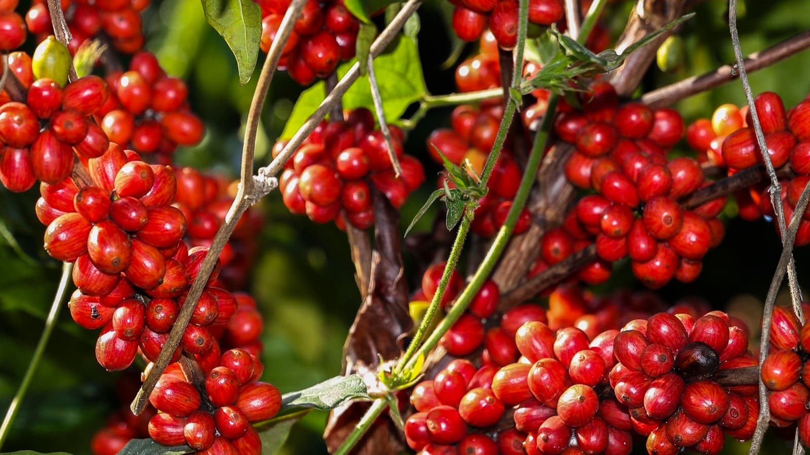 Frutos maduros de café, vermelhos, agrupados nos galhos de um pé de café em uma lavoura