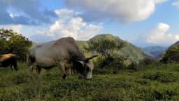 Gado bovino pastando em área rural, foto de arquivo usada para ilustrar matéria sobre exportação de carne bovina