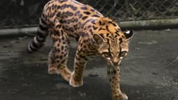 O Leopardus tilcayo, novo felino selvagem descoberto na Bolívia, fotografado em cativeiro no santuário La Senda Verde