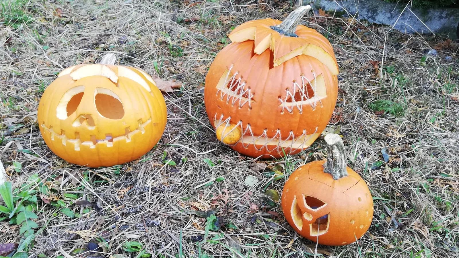 Abóboras esculpidas como jack-o'-lanterns decoram um jardim
