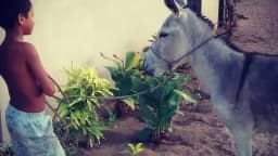 Menino segura um jumento pela corda em área rural do Nordeste brasileiro