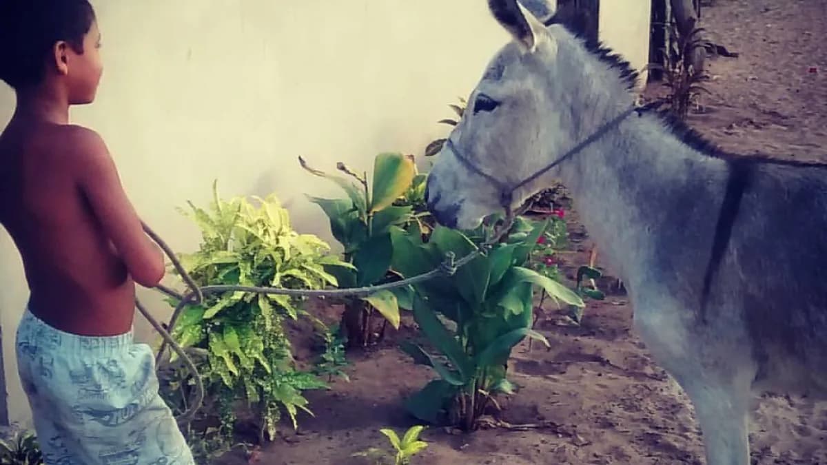 Menino segura um jumento pela corda em área rural do Nordeste brasileiro