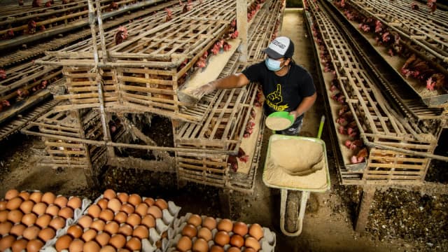 Trabalhador coleta ovos em granja avícola, com caixas de ovos em primeiro plano