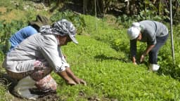 Trabalhadores rurais colhem hortaliças em lavoura de Minas Gerais