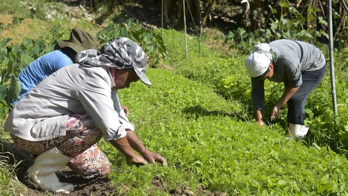 Trabalhadores rurais colhem hortaliças em lavoura de Minas Gerais