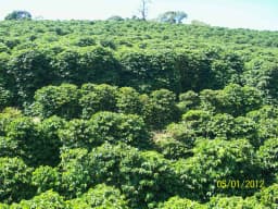Lavoura de café em Carmo de Minas, no sul de Minas Gerais