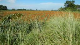 Plantação de sorgo com folhagem verde alta sob céu azul