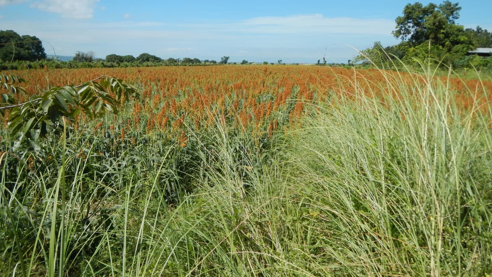 Plantação de sorgo com folhagem verde alta sob céu azul