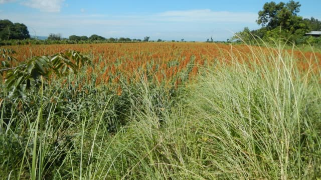 Plantação de sorgo com folhagem verde alta sob céu azul