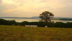 Rebanho de gado nelore pasta em fazenda, com lago e árvore ao fundo