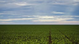 Plantação de soja em Brasnorte, Mato Grosso