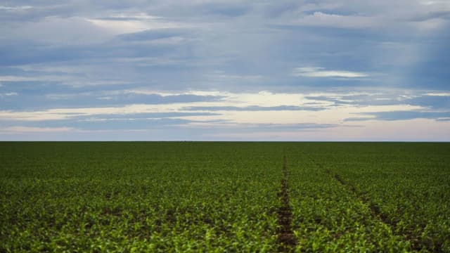 Plantação de soja em Brasnorte, Mato Grosso