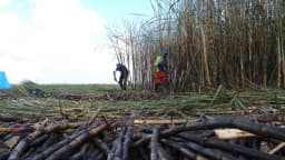 Trabalhadores em canavial durante colheita manual de cana-de-açúcar