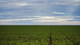 Plantação de soja em Brasnorte, Mato Grosso (foto de arquivo)