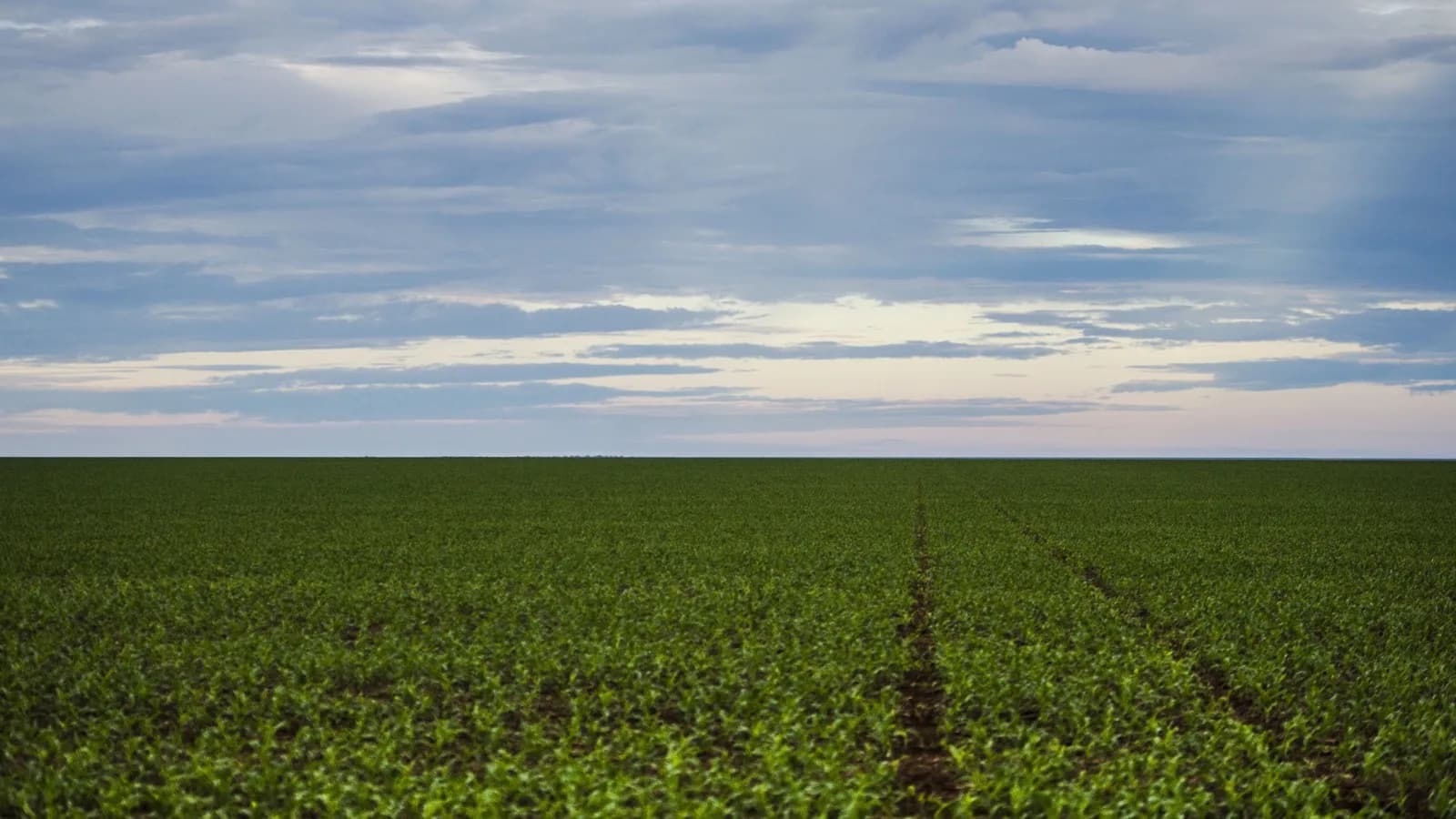 Plantação de soja em Brasnorte, Mato Grosso (foto de arquivo)