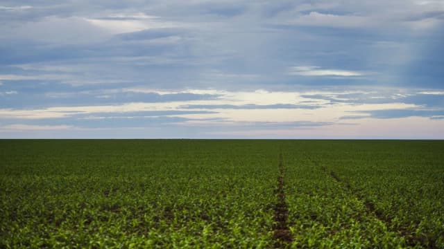 Plantação de soja em Brasnorte, Mato Grosso (foto de arquivo)