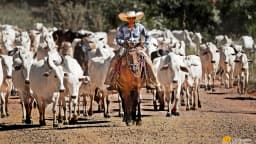 Vaqueiro a cavalo conduz boiada de gado Nelore em estrada de terra