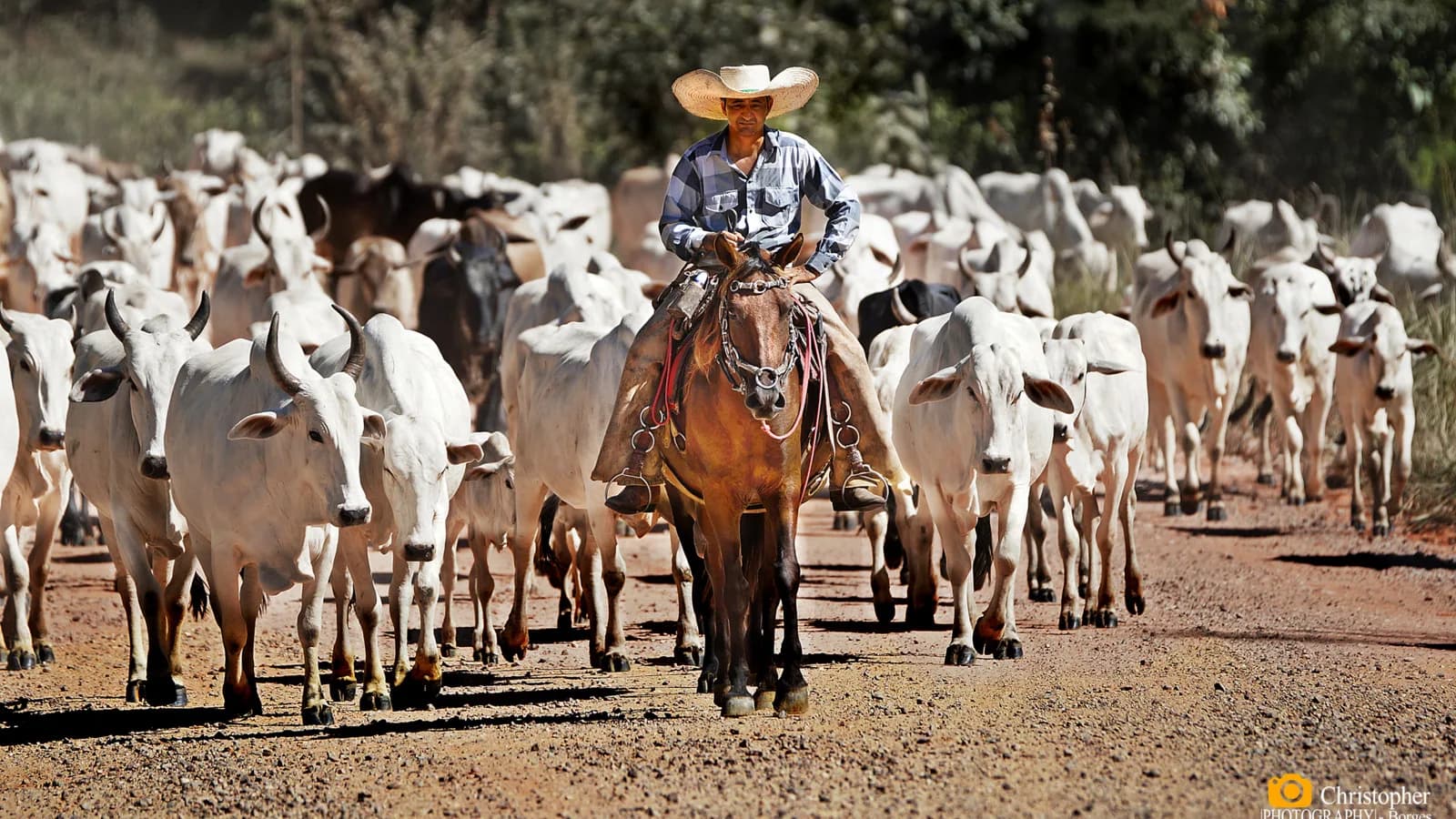 Vaqueiro a cavalo conduz boiada de gado Nelore em estrada de terra