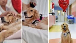 Cão golden retriever em sessão de terapia assistida por animais com paciente de hospital