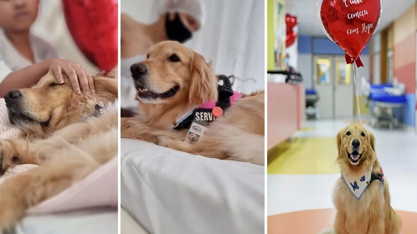 Cão golden retriever em sessão de terapia assistida por animais com paciente de hospital