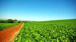 Plantação de soja verde e extensa sob céu azul, representando o agronegócio atendido pela Basf