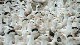 Aves de criação em granja, foto de arquivo ilustrativa sobre avicultura