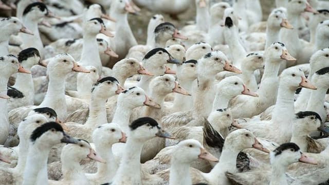 Aves de criação em granja, foto de arquivo ilustrativa sobre avicultura