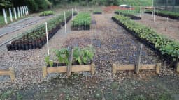 Viveiro de produção de mudas nativas no campus Bambuí do Instituto Federal de Minas Gerais
