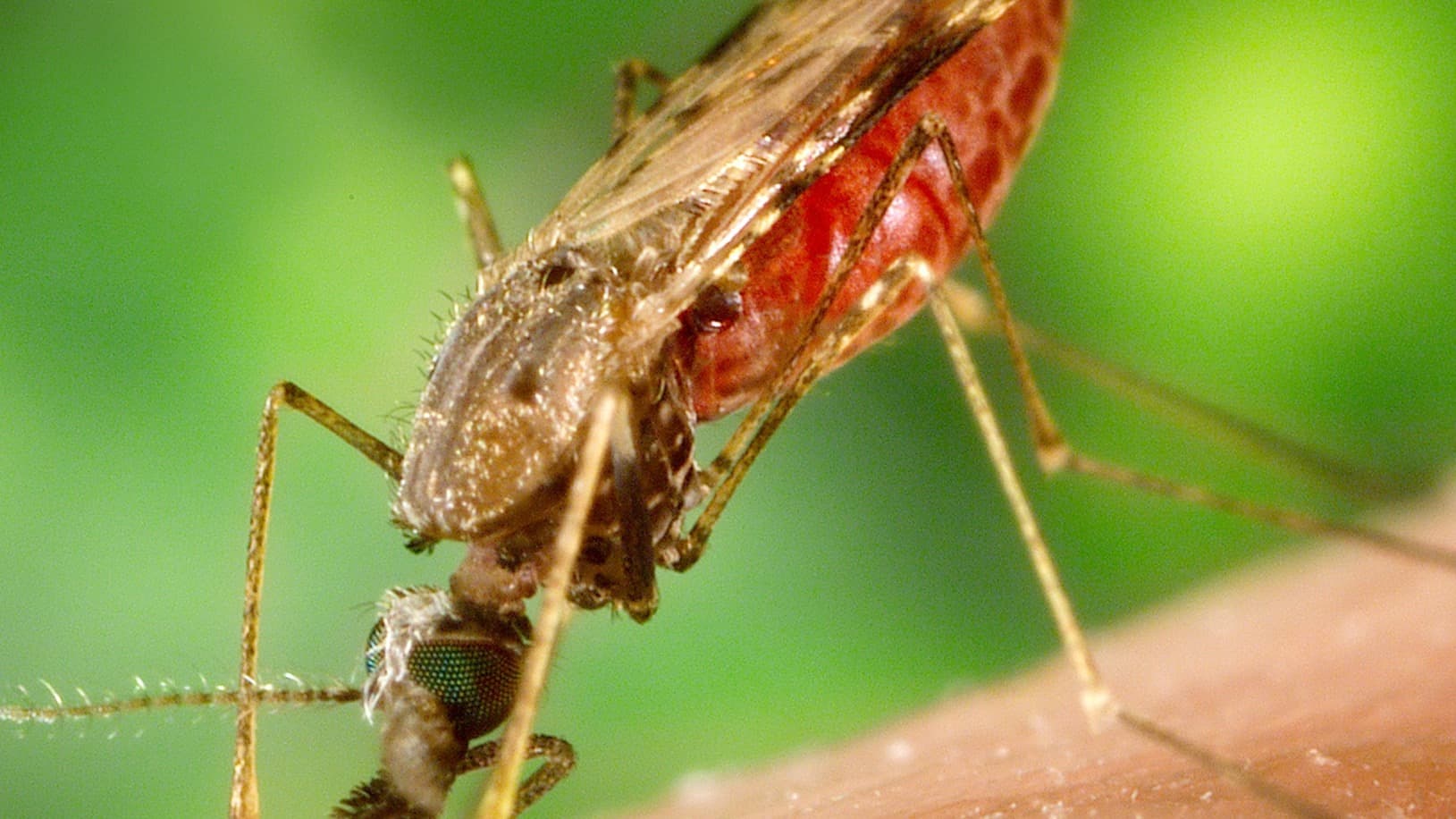 Mosquito do gênero Anopheles, transmissor da malária, alimentando-se na pele humana